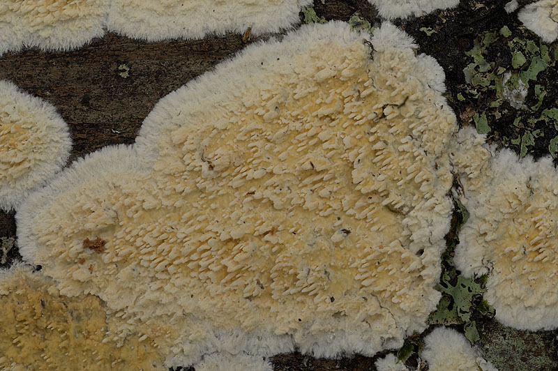 Basidioradulum radula